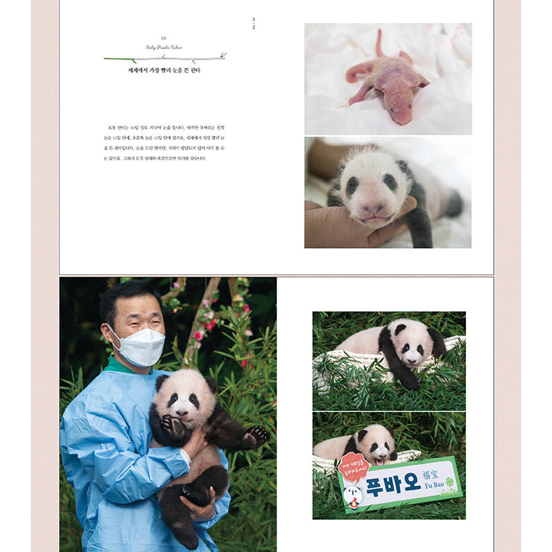 Panda Fu Bao - Photo Essay