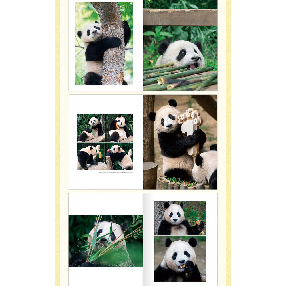 Panda Fu Bao - Photo Essay