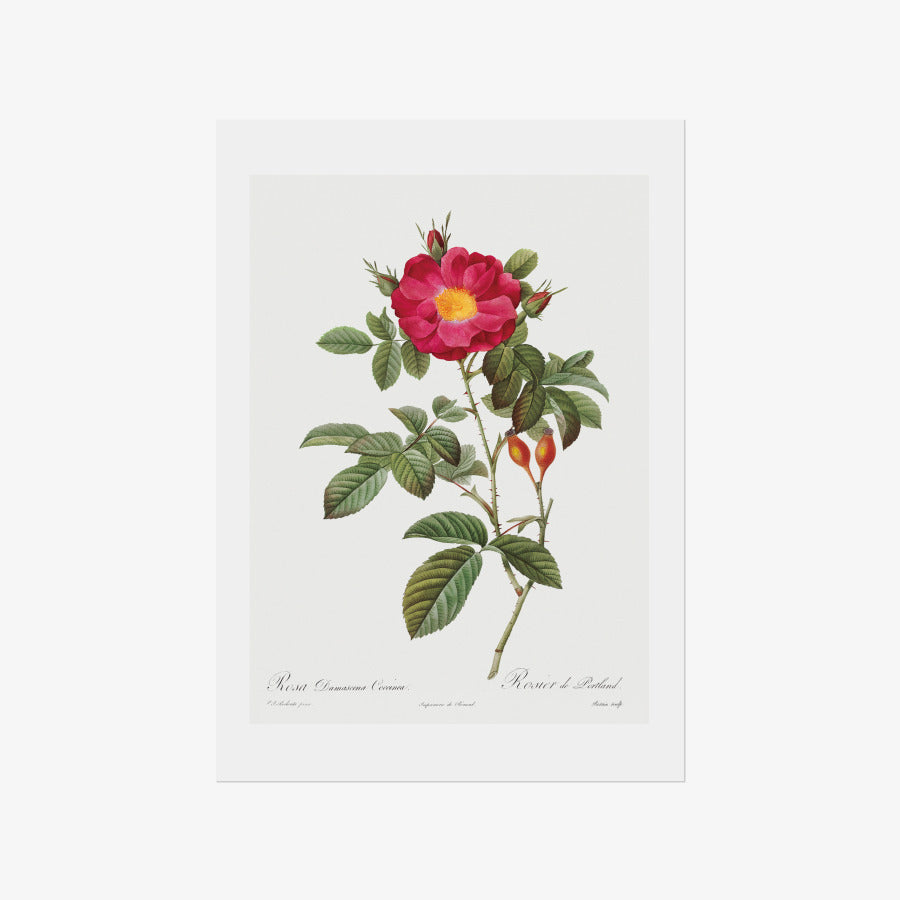 Rodal Sasoon - Redoute 42 Rosa Damascena Coccinea A3 Poster