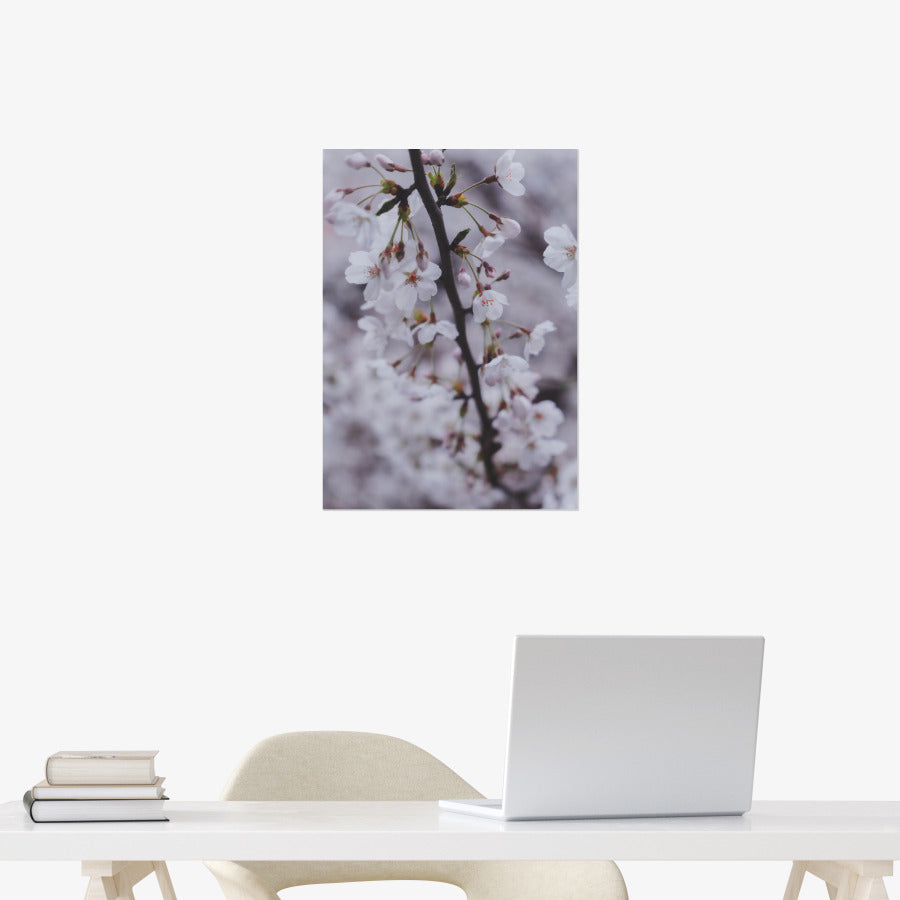 Do Hun Lee - Cherry Blossom A3 Poster