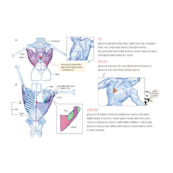 SALE - RockHe Kim's Anatomy Drawing Class